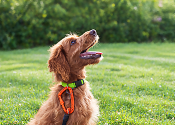 Ottawa Dresseurs De Chiens Carolark-The Canine Learning Centre