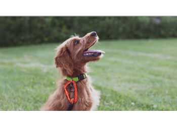 Ottawa Dresseurs De Chiens Carolark-The Canine Learning Centre