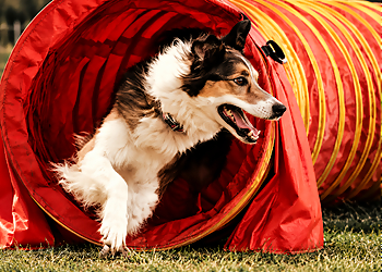 Ottawa Dresseurs De Chiens Carolark-The Canine Learning Centre