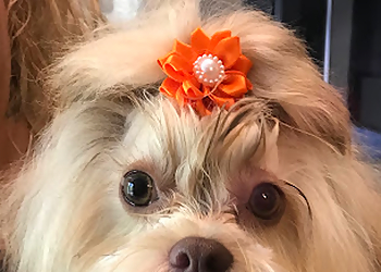 Casa Doma Dog Grooming - Barrie, ON Salons de Toilettage Pour Animaux De Compagnie - Service Highlights