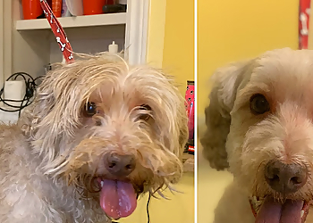 Casa Doma Dog Grooming - Barrie, ON Salons de Toilettage Pour Animaux De Compagnie - Professional Highlights
