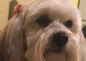 Casa Doma Dog Grooming - Barrie, ON Salons de Toilettage Pour Animaux De Compagnie - Service Image