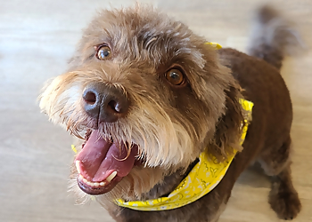 Cassie's Dog Spa - Sarnia, ON Pet Grooming - Service Image