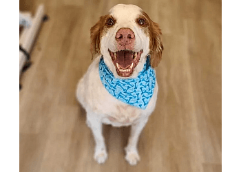 Sarnia Salons de Toilettage Pour Animaux De Compagnie Cassie's Dog Spa