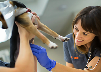 Central Toronto Veterinary Referral Clinic - Toronto, ON Cliniques Vétérinaires - Doctor With Patient Image