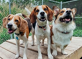 Blainville Salons de Toilettage Pour Animaux De Compagnie Centre Canin La Patte Champêtre