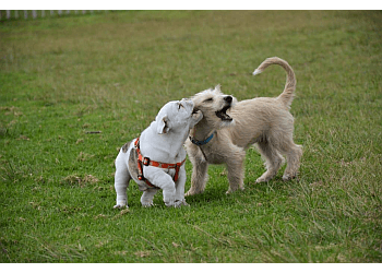 Repentigny Dresseurs De Chiens Centre Canin Legardeur