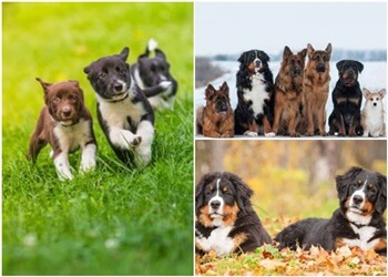 Repentigny Dresseurs De Chiens Centre Canin Legardeur