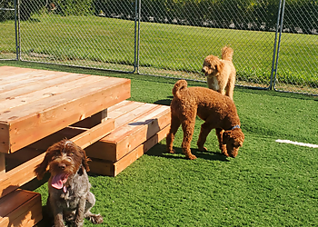 Longueuil dog trainer Centre Canin Vallée Du Richelieu