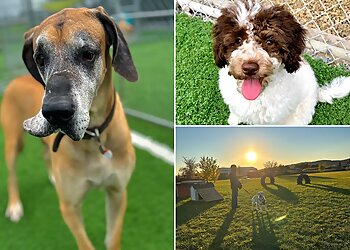 Longueuil dog trainer Centre Canin Vallée Du Richelieu