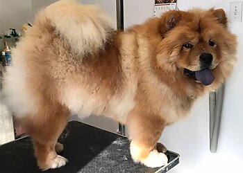 Trois Rivieres Salons de Toilettage Pour Animaux De Compagnie Centre Canin de Trois-Rivières