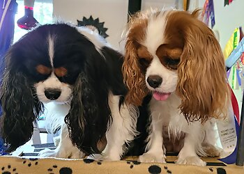 Trois Rivieres Salons de Toilettage Pour Animaux De Compagnie Centre Canin de Trois-Rivières