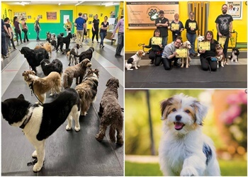 Quebec dog trainer Centre Sportif Canin de Quebec
