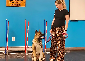 Centre canin de la Capitale - Quebec, QC Dresseurs De Chiens - Dog Training Image