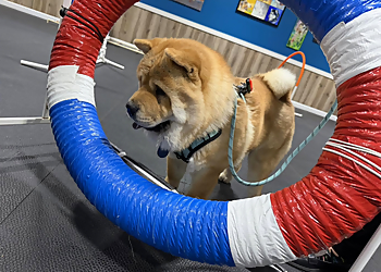 Centre canin Ça C’est Chiens - Terrebonne, QC Dog Trainers - Dog Training Image