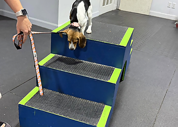 Centre canin Ça C’est Chiens - Terrebonne, QC Dog Trainers - Dog Training Session Image