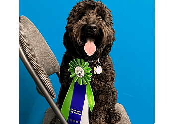 Terrebonne Dresseurs De Chiens Centre canin Ça C’est Chiens
