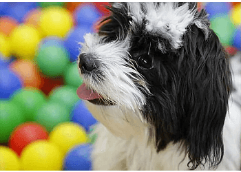 Repentigny Dresseurs De Chiens Centre Éducatif Le Chien Futé