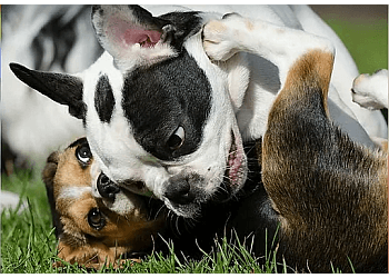 Repentigny Dresseurs De Chiens Centre Éducatif Le Chien Futé