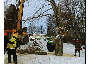 Regina Tree Services Certified Tree Services