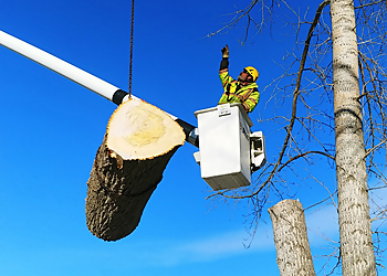 Certified Tree Services - Regina, SK Tree Services - Job Site Image