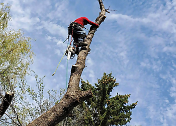 Certified Tree Services - Regina, SK Tree Services - Repair Process Image