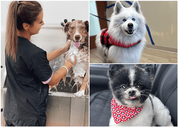 Chez Rio tonte et toilettage - Quebec, QC Salons de Toilettage Pour Animaux De Compagnie - Before and After Image
