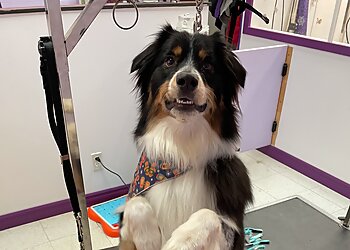 Longueuil pet grooming Chez Sabby Spa