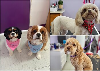 Longueuil pet grooming Chez Sabby Spa