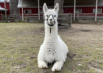 Sarnia Attraction touristiques Children's Animal Farm