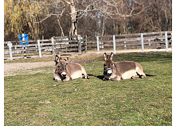 Sarnia Attraction touristiques Children's Animal Farm