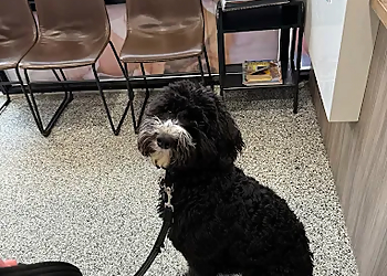 Chilliwack Animal Hospital - Chilliwack, BC Veterinary Clinics - Patient Care Image