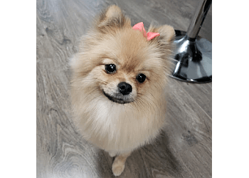 Richmond pet grooming Christine's Grooming Studio