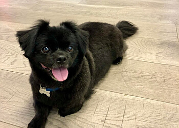 Richmond pet grooming Christine's Grooming Studio