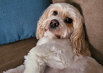 St Johns Salons de Toilettage Pour Animaux De Compagnie Classy Clips Inc.