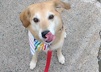 St Johns Salons de Toilettage Pour Animaux De Compagnie Classy Clips Inc.