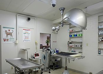 Clearwater Animal Hospital - Windsor, ON Veterinary Clinics - Medical Procedure Image