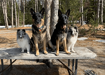 Sault Ste Marie dog trainer Clever Canines Training