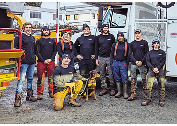 Victoria tree service Climbing Fox Tree Service