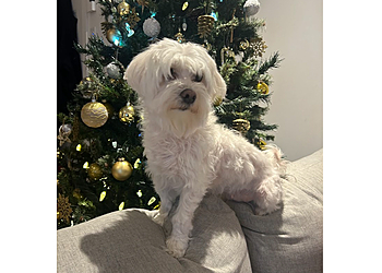 Longueuil veterinary clinic Clinique Vétérinaire King-George inc.