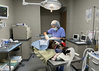 Clinique Vétérinaire de Granby - Granby, QC Cliniques Vétérinaires - Medical Procedure Image