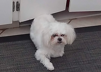 Saguenay veterinary clinic Clinique Vétérinaire du Saguenay