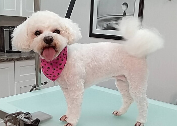 Coquitlam pet grooming Clip Art Grooming