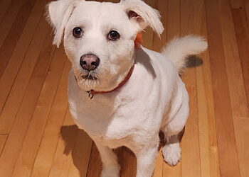 Saint John Salons de Toilettage Pour Animaux De Compagnie Clip N Tails Grooming