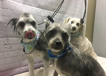 Saint John Salons de Toilettage Pour Animaux De Compagnie Clip N Tails Grooming