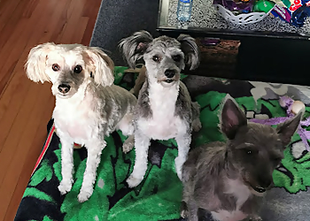 Saint John pet grooming Clip N Tails Grooming 
