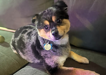 St Albert pet grooming Clippin' Along