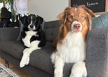 St Albert pet grooming Clippin' Along