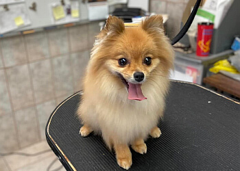 Windsor pet grooming Clippingdale's Salon For Pets