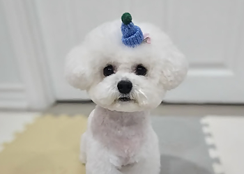 Stouffville pet grooming CoMi Pet Grooming Inc.